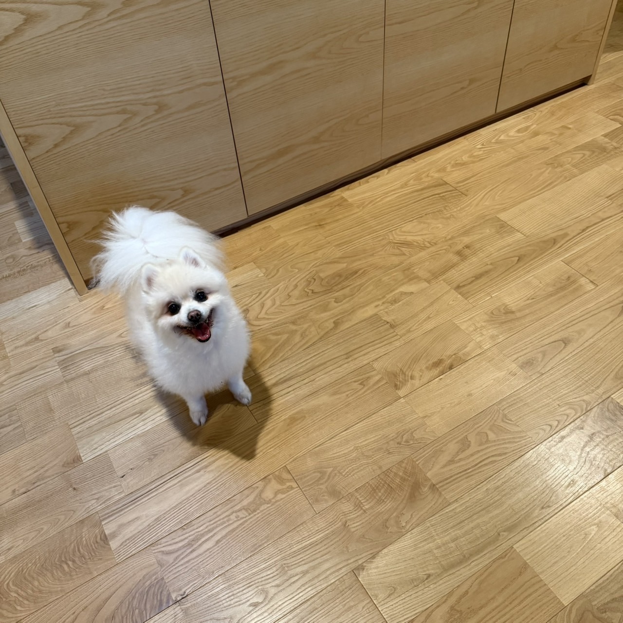 白い子犬が飼い主を見上げているイメージ