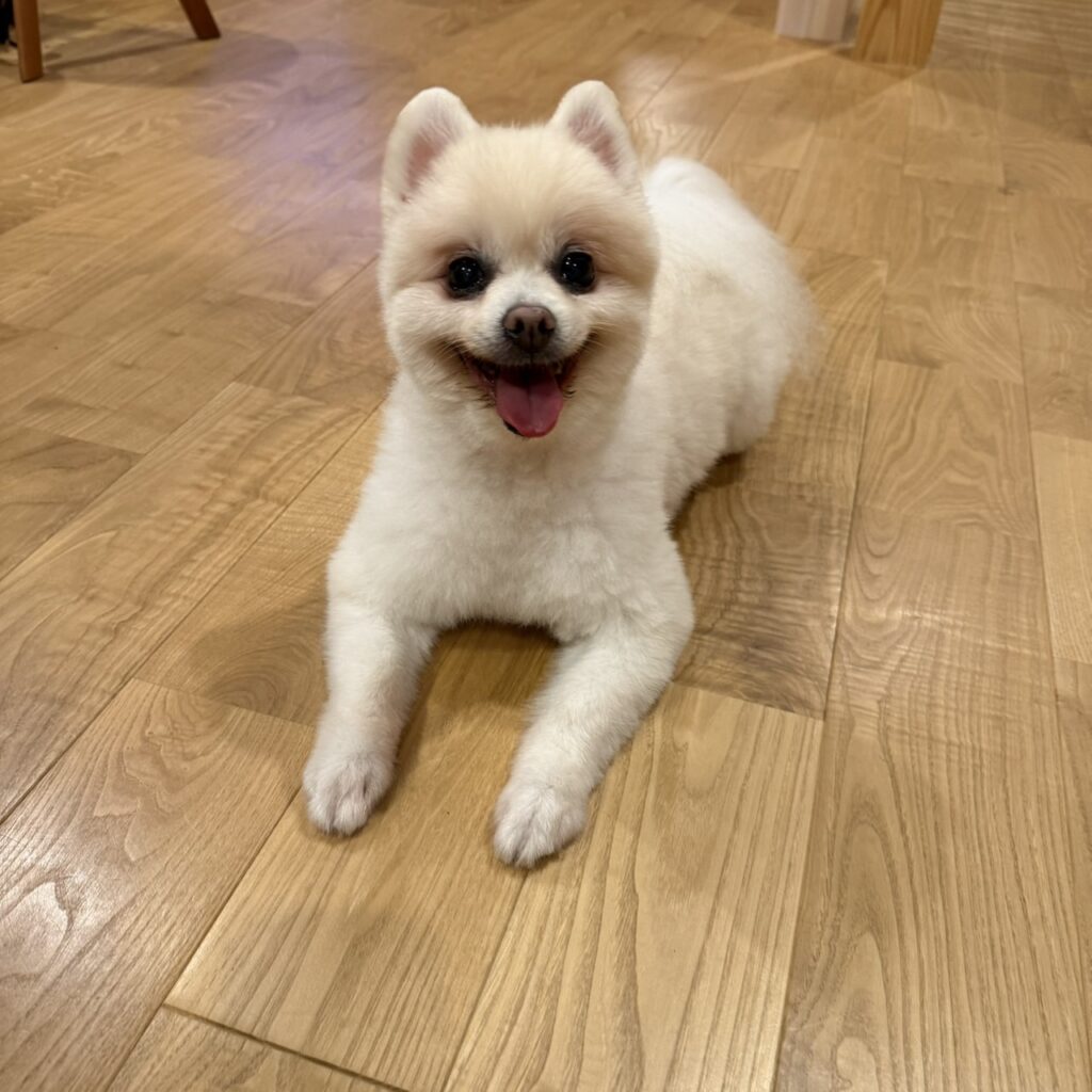 白い子犬が床に伏せをしているイメージ